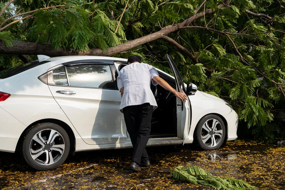 The accident caused the broken branches to fall onto the car. The unfortunate man is reaching out to insurance to come and look at the damage