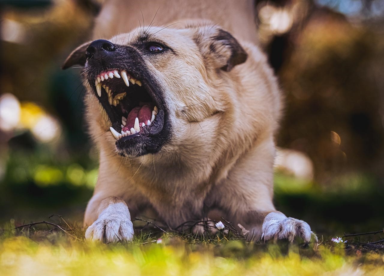 Texas Dog Bite Laws Morris & Dewett Injury Lawyers